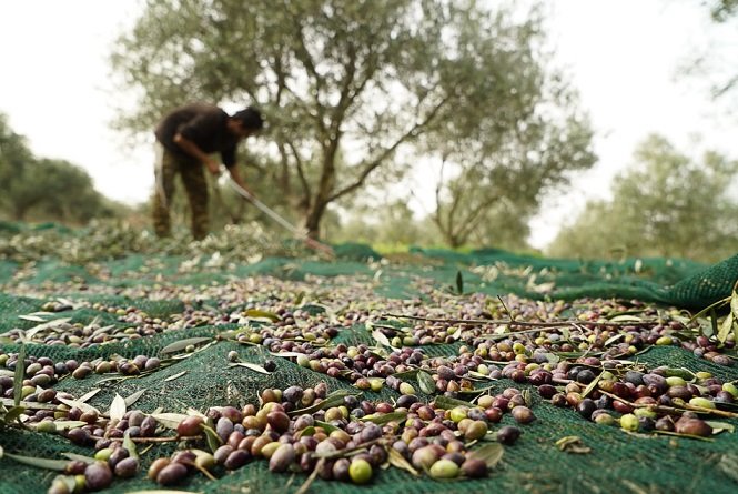 gallery/zeytin toplama örtüsü sergenlik gölgelik file